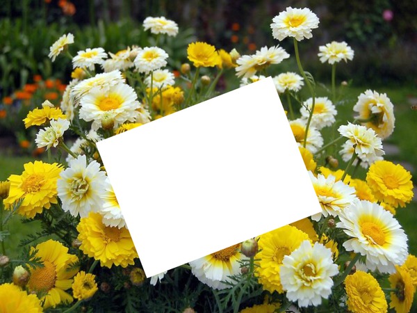 jardin de fleurs jaune et blanc Montage photo