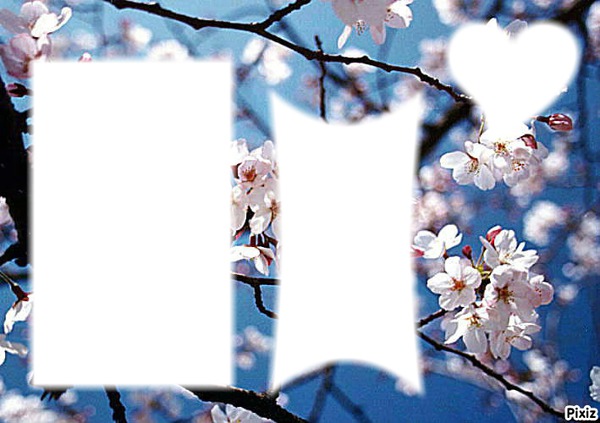 sakura flowers Montaje fotografico