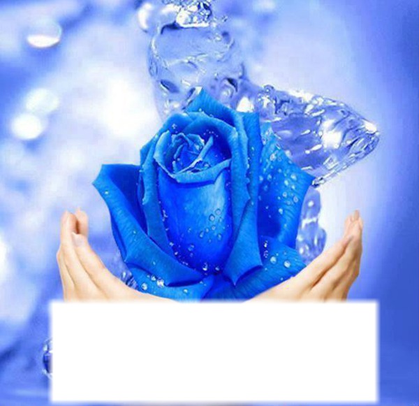 Rose bleue Fotomontasje