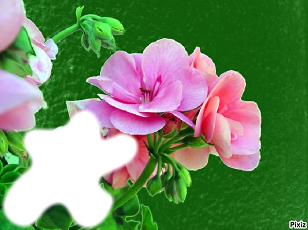 Jolies roses* Montage photo