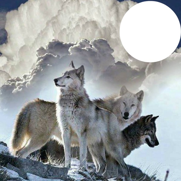 wolves Fotomontage