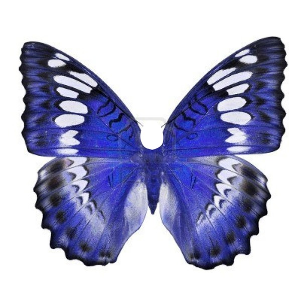 Papillon bleu Fotomontažas