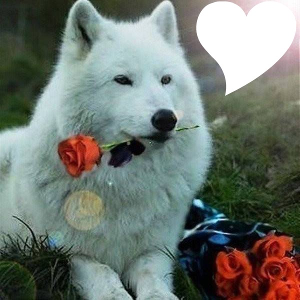 Le loup apportant une rose Photomontage