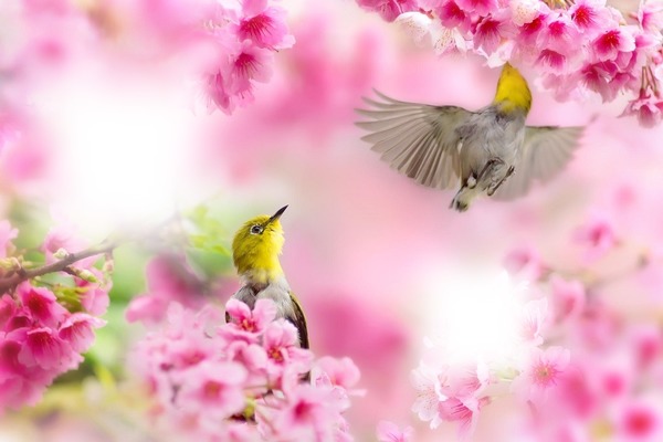 tavasz táj madarakkal Fotómontázs