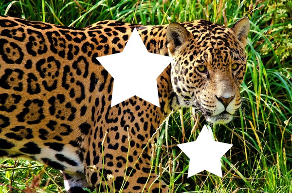 jaguar Фотомонтажа