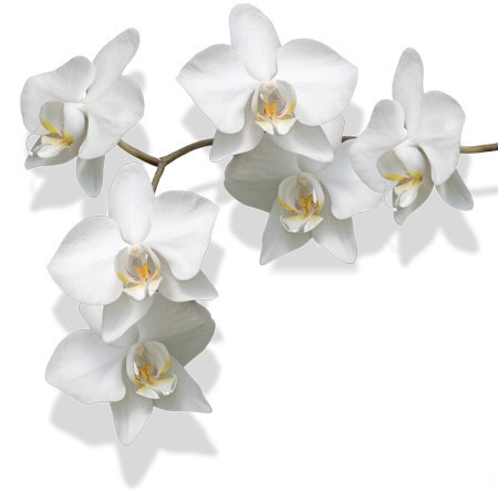 Orchidées Φωτομοντάζ