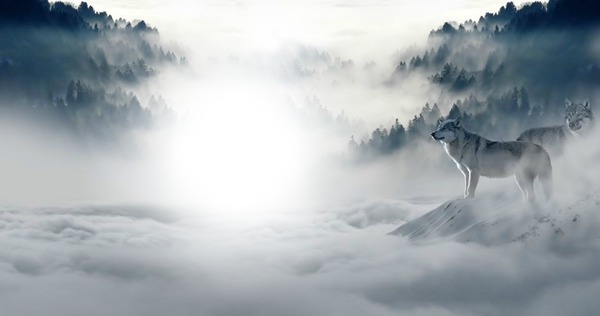 Lobo en la niebla Montaje fotografico