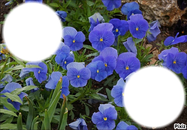 *Trés fleurs bleue* Fotomontagem