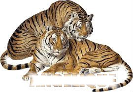 couple de tigres Photo frame effect