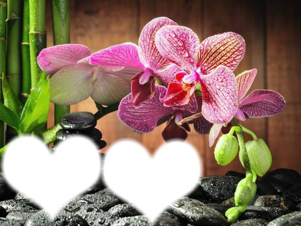 orchidees Photomontage