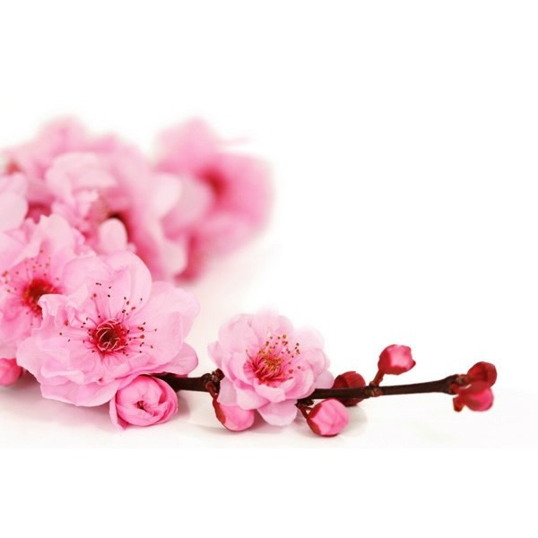 fleur prunier Fotomontasje