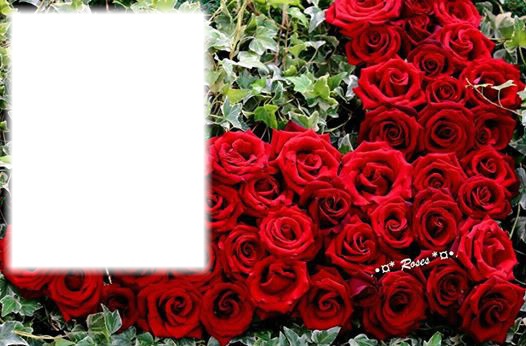 Roses rouge Fotomontáž