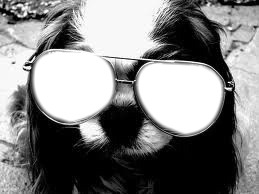 Doggy Glasses Fotomontaggio