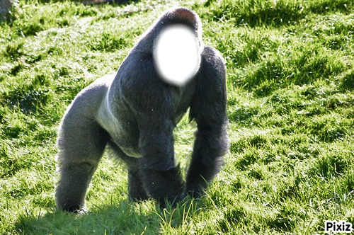 gorille Fotomontage