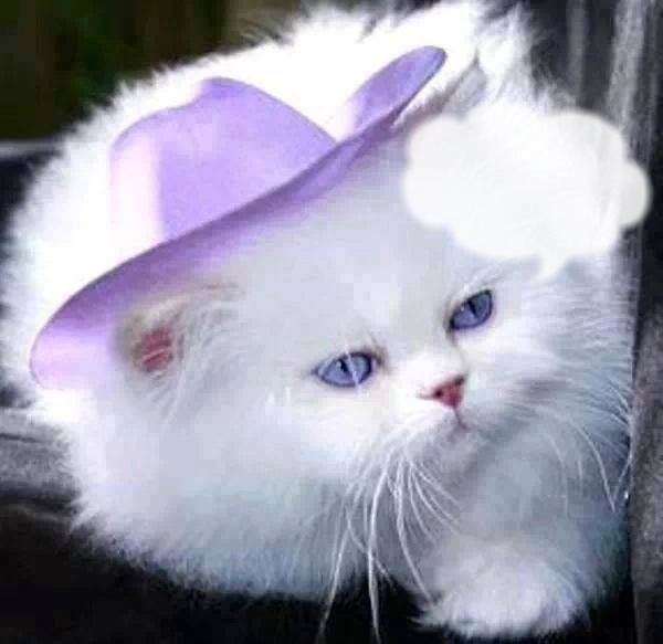 Lindo gatito Montaje fotografico