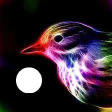 l'oiseau couleur Fotomontāža