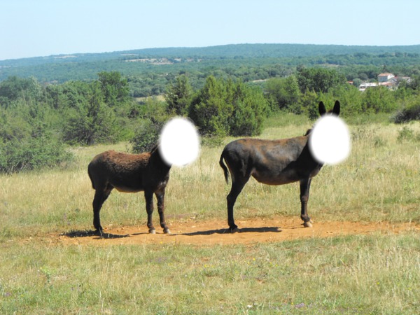 2 ânes? Фотомонтаж