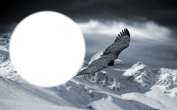 Adler im Flug Fotomontage