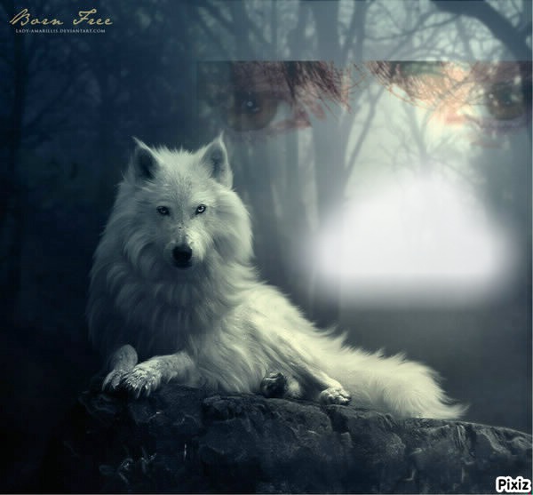 lupo bianco Fotomontaggio