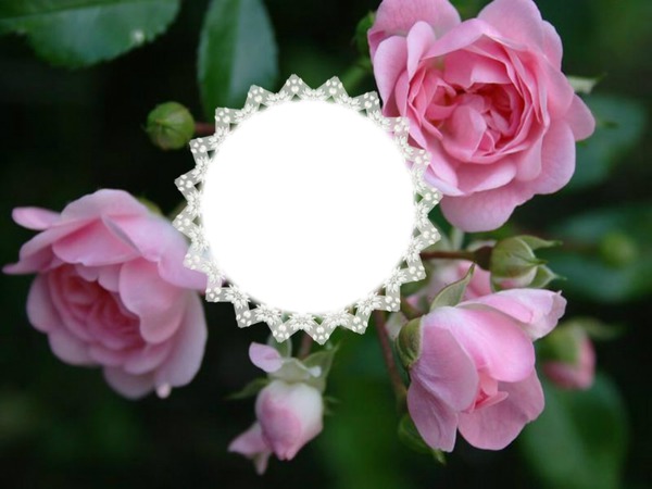 Rose rose Photo frame effect