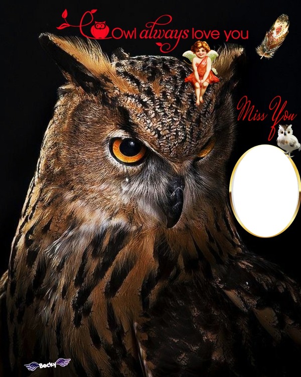 owl will always love u Photo frame effect