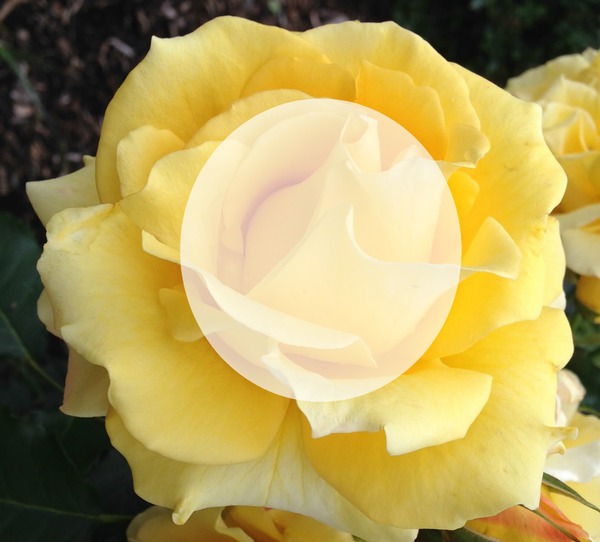 yellow rose Valokuvamontaasi