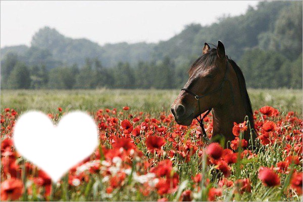 I love horse Фотомонтажа