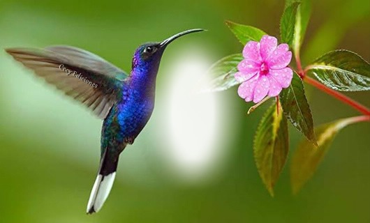 Cc colibrí del amor Fotomontáž