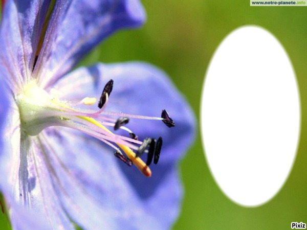 Fleur violette de profil Fotomontāža