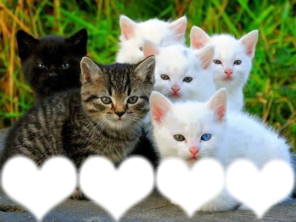 6 chatons Montage photo