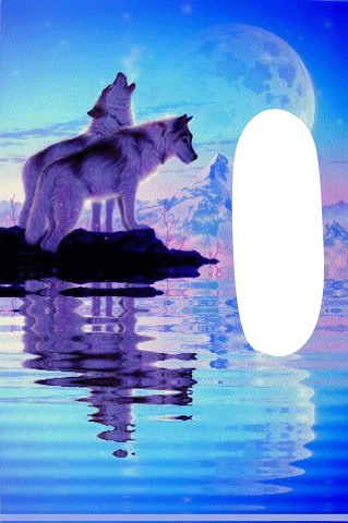 couple loups blanc Valokuvamontaasi