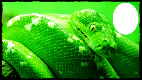 serpent Fotomontage