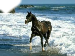 i love horse Fotomontage