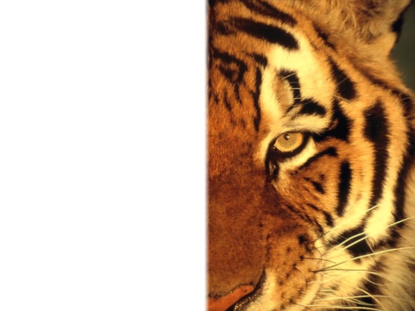 Visage de tigre Fotomontasje