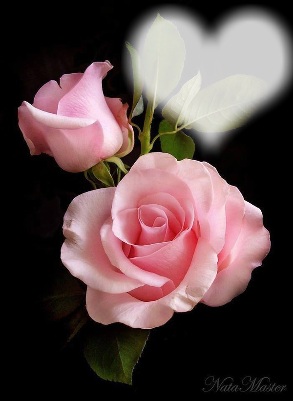 2 rosas lindas Photo frame effect | Pixiz