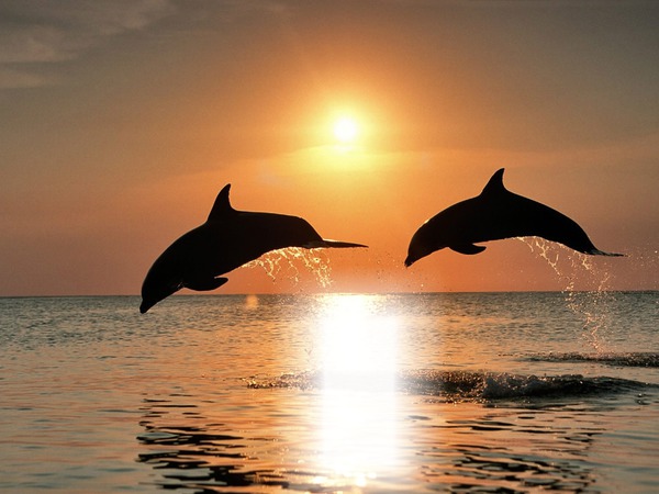 Delfiny Inne Fotomontaż