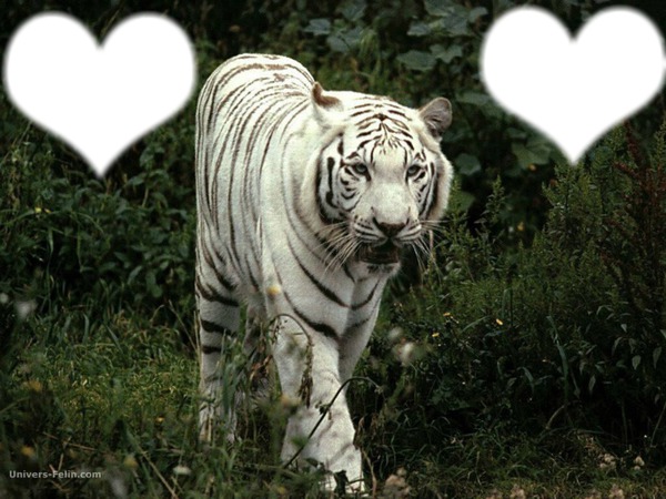 cadre de tigre Montaje fotografico
