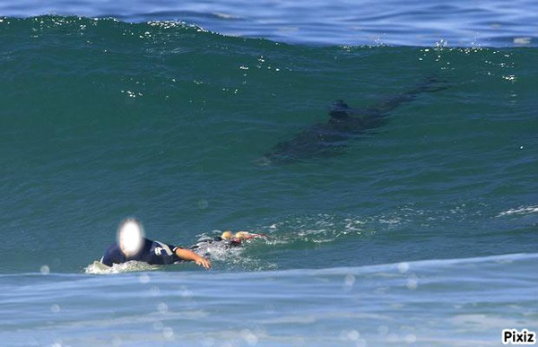 surf avec requin Photo frame effect