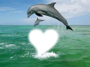 dauphins coeur Photomontage