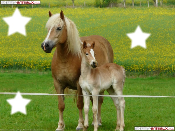 2 chevaux Photo frame effect