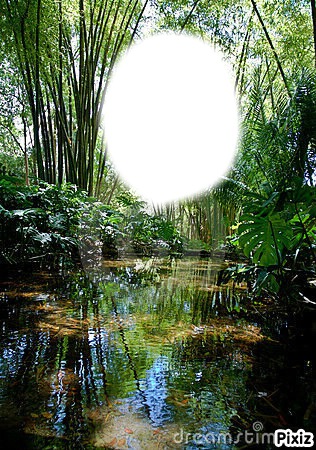 forêt tropical Photo frame effect