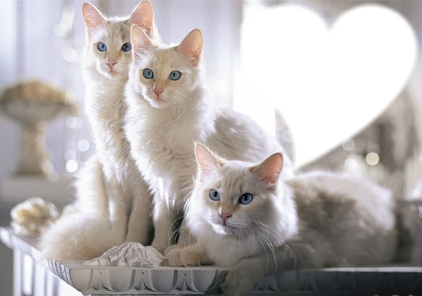 *Famille chatons* Fotomontaż
