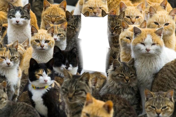 Many Cats Photomontage