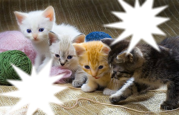 *Famille chatons* Fotomontáž