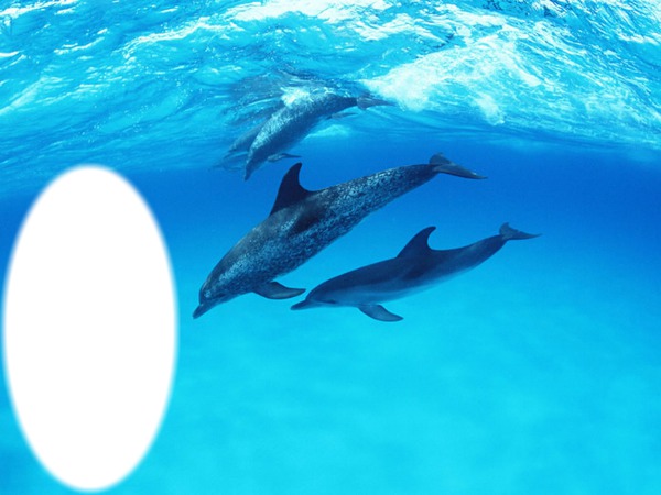 delfines 2 Fotomontaža
