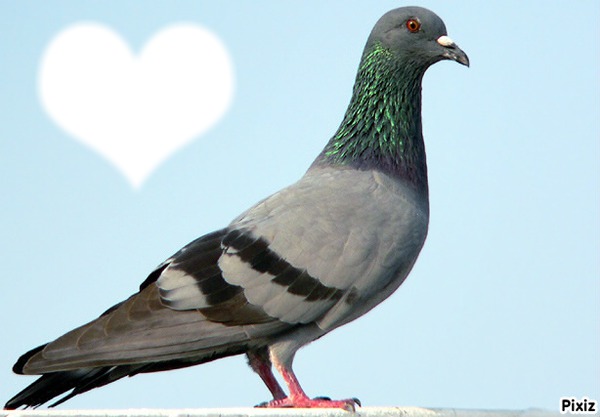 pigeon Photo frame effect