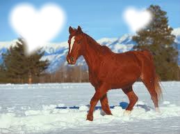 chevaux en coeur Montaje fotografico