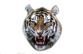 Tête de tigre Fotomontage