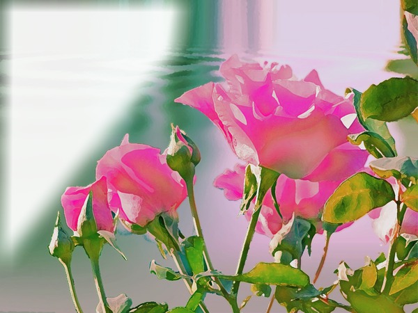 rose rose Fotomontasje