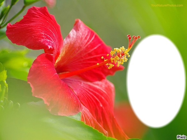 Hibiscus/* Фотомонтаж
